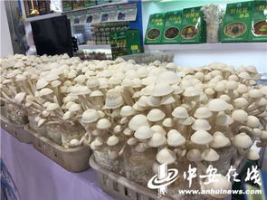 皖農滬上送年貨 第十六屆上海農展會開幕，安徽特色農產品組團亮相